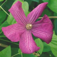 clematis vit. Margot Koster