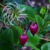 Clematis viorna Liviana