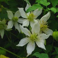 Clematis tibetana Anita
