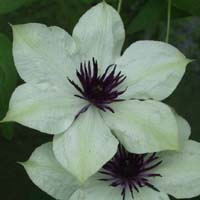 Clematis florida bot. Art