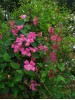 Clematis texensis Catherine Clanwilliam BFCC