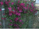Clematis vit.Jenny Caddick 