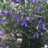 Clematis cylindrica 