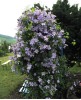 Clematis vit. Emilia Plater