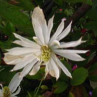 Clematis montana Pleniflora Clematis montana Pleniflora