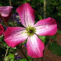 Clematis vit. Tango Clematis vit. Tango