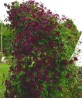 Clematis vit.Royal Velours