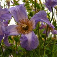 Clematis vit. Hanna Clematis vit. Hanna