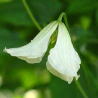 Clematis vit. Hågelby White Clematis vit. Hågelby White