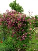 Clematis vit.Abundance