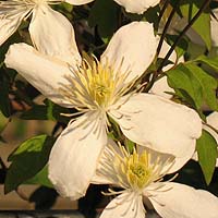Clematis montana Superba Clematis montana Superba