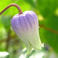 Clematis addisonii