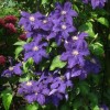 Clematis Roko