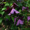 Clematis vit. Black Prince