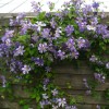 Clematis vit.Prince Charles
