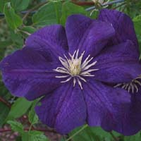 Clematis vit. Aotearoa Clematis vit. Aotearoa