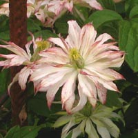 511_mont_jenny_keayimg_0003-_3_.jpg 511_mont_jenny_keayimg_0003-_3_.jpg