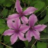 Clematis int.Saphyra Double Rose