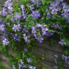 Clematis vit.Prince Charles