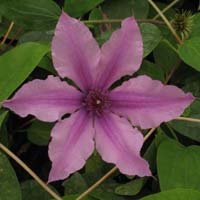 Clematis int.Saphyra Double Rose