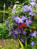 Clematis vit. Jenny