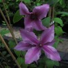 Clematis int.Saphyra Double Rose