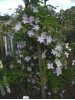 Clematis vit. Blue Angel/Blekidny Aniol