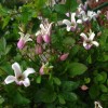 Clematis viorna Elf BFCC