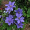 Clematis Eyres Gift