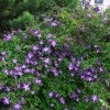 Clematis vit.Venosa Violacea