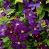Clematis viticella Etoile Violette