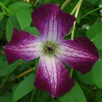 Clematis vit. Walenburg