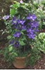 Clematis Frau Mikiko