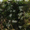 Clematis montana Grandiflora Alba