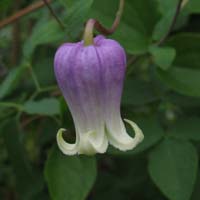 Clematis versicolor Anissa