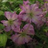 Clematis vit. Tentel