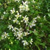 Clematis tibetana Anita