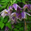 Clematis koreana Blue Eclipse
