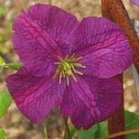 Clematis vit. Little Butterfly