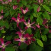 Clematis texensis Ruby Wedding