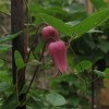 Clematis viorna Sonnette BFCC