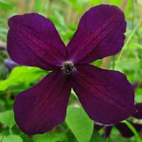 Clematis vit. Black Prince