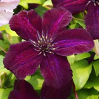 772_vit.darkeyes_s.jpg 772_vit.darkeyes_s.jpg