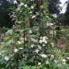 Clematis fargesioides Paul Farges /  Summersnow 