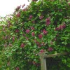 Clematis vit.Purpurea Plena Elegans