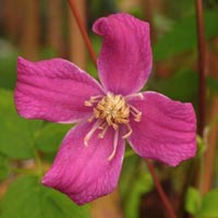 Clematis texensis Catherine Clanwilliam BFCC