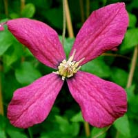 Clematis vit. Amanda Marie Clematis vit. Amanda Marie