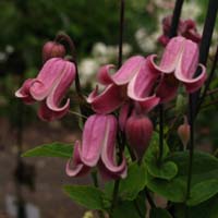 Clematis viorna Sonnette BFCC