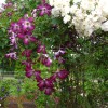 Clematis vit. Walenburg