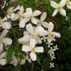 Clematis montana Grandiflora Alba